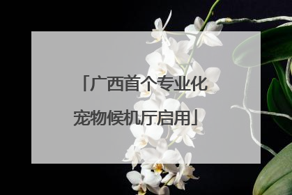 广西首个专业化宠物候机厅启用